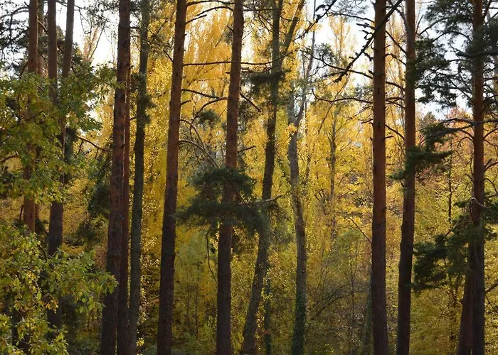 Magico Y Acogedor . La Granja De San Ildefonso. Apartment San Ildefonso